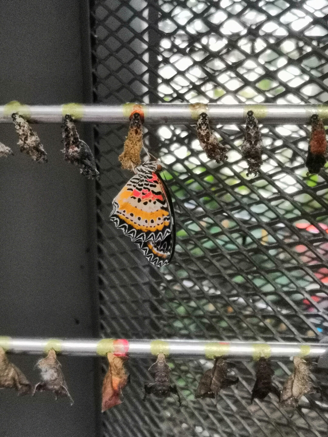 <span lang="ru">Бабочка вылупляется из куколки</span><span lang="en">A butterfly hatches from a pupa</span>